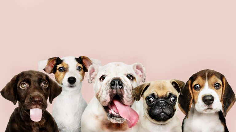 VIRGINIA G & VIRGINIA G Zaragoza son establecimientos Pet friendly (Imagen portada: rawpixel.com @ Freepik)