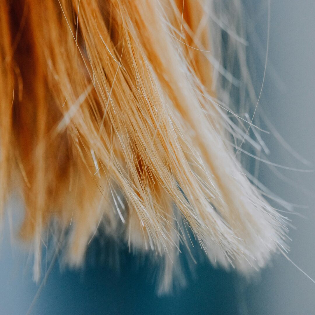 Peluquería-Virginia-G-Zaragoza-renovar-tu-melena-teñida-decolorada-es-mas-facil-de-lo-que-piensas-de-la-mano-de-profesionales Peluquería-Virginia-G-Zaragoza-renovar-tu-melena-teñida-decolorada-es-mas-facil-de-lo-que-piensas-de-la-mano-de-profesionales